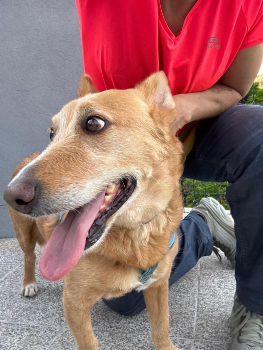 O melhor cão do mundo (porte pequeno) para adoção responsável