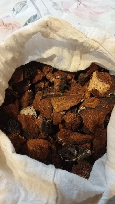 Чага березова свіжозібрана