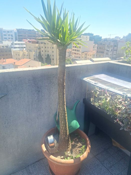 Plantas variadas
