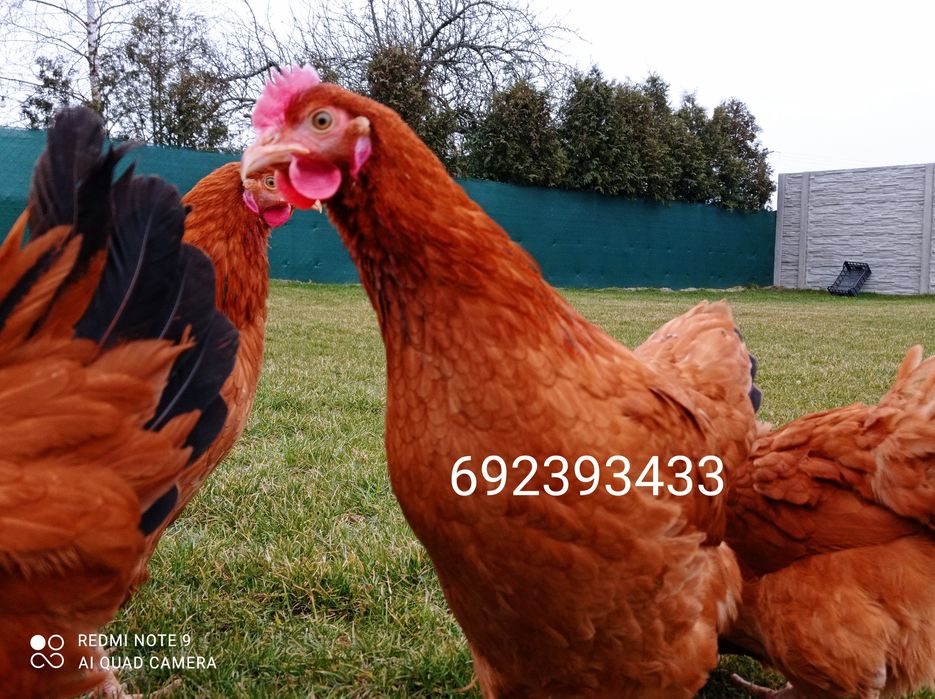 Rossa młode kurki kokoszki rosa , leghorn kury, zielononóżki-Wysylamy