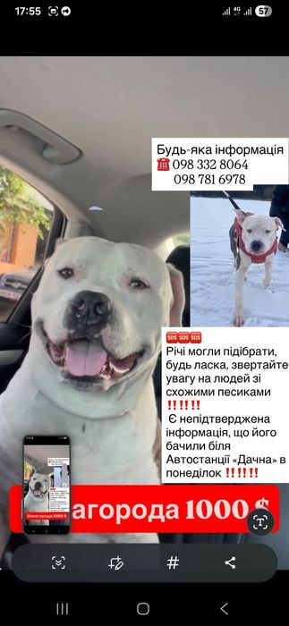 Пошук загубленого песика