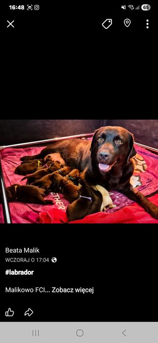 Labrador czekoladowy  sunia