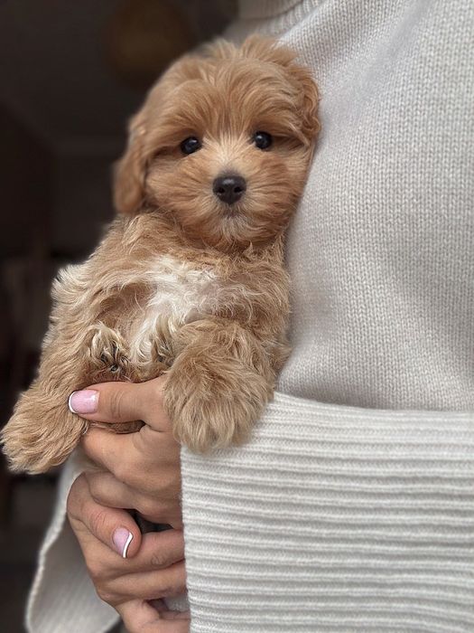 Чарівний хлопчик мальтипу, міні, Ф1