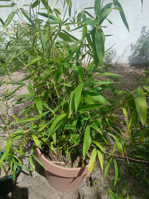 Rebentos de Bambu (Bamboo)