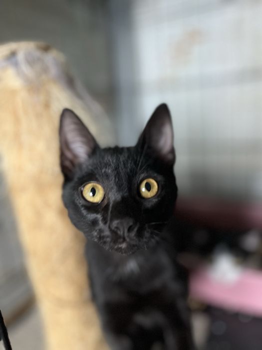 Mogli- Gatinho bebé para Adoção!