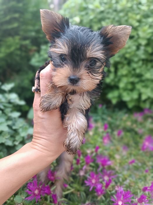 Продаються маленькі йорки