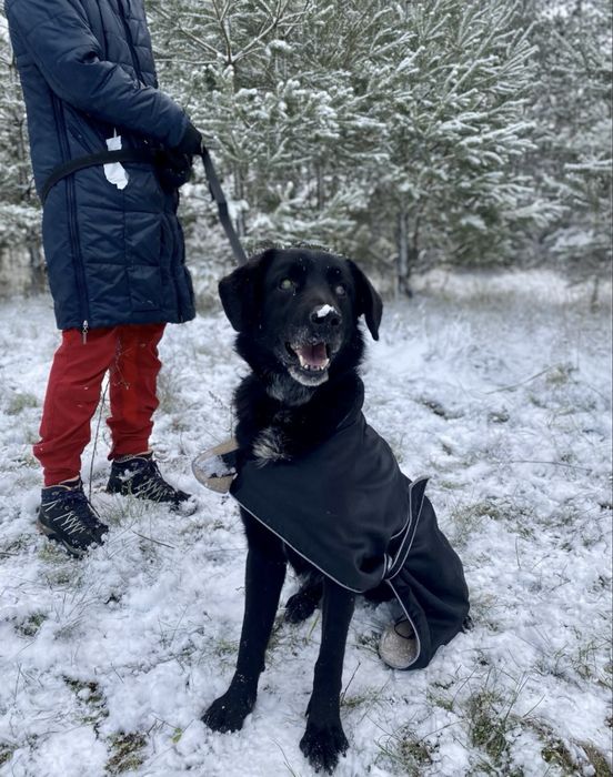 Czy niedowidzący pies ma szanse na dom?