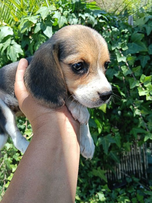 Beagle fêmea  belíssima