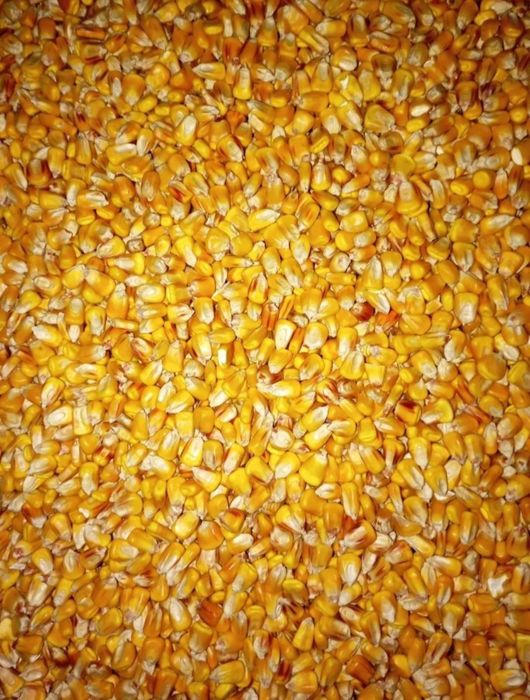 Продам кукурудзу.