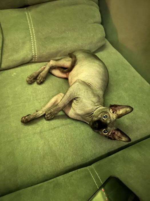 вязка сфінкс канадський