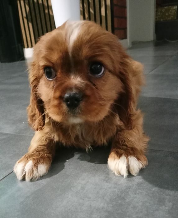 Cavalier King Charles Spaniel DZIEWCZYNKA
