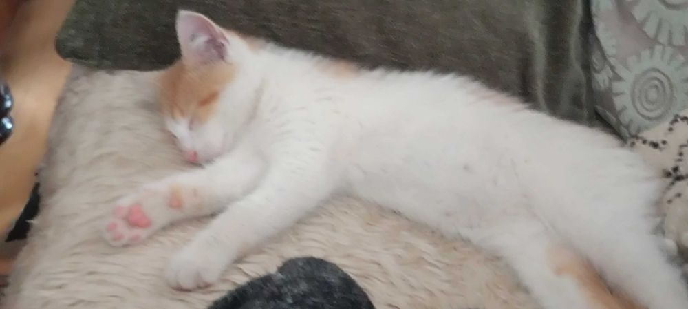 Tulaśny kociak pilnie szuka domu