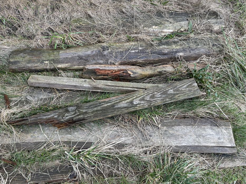 Drzewo, drewno stare, spruchniałe