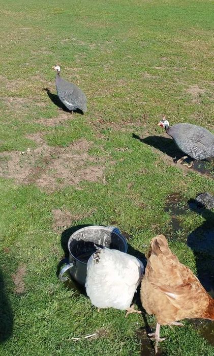 Perlik samiec zamienię