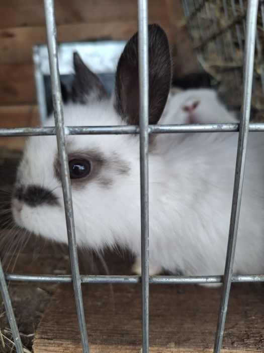 Маленькие Кролики