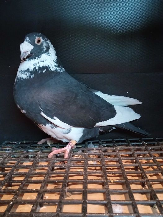 Gołębie staropolskie