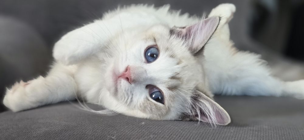 PIĘKNY Kot RAGDOLL z rodowodem FPL