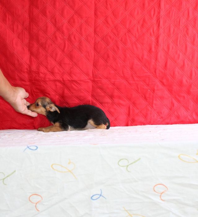Linda cachorra mini
