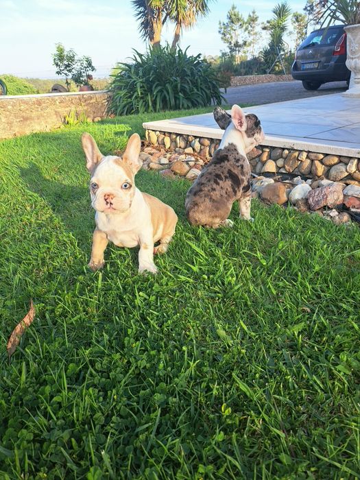 Bulldog francês macho com olhos azuis