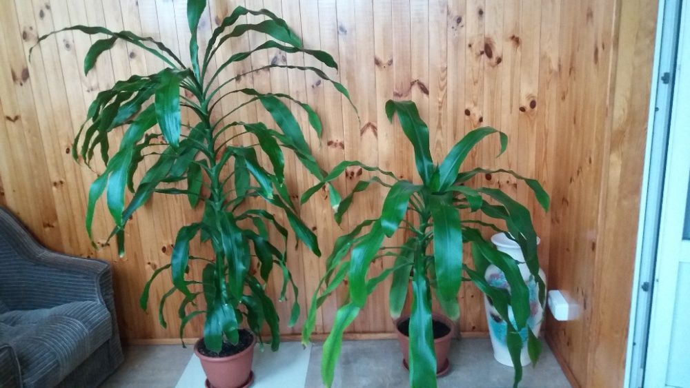 Драцена, фікус -дерево щастя, красиво, подарунок на довгі роки.