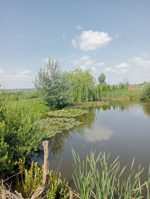 Sprzedam działkę rolną ze stawem  30 ar. - Widok 6