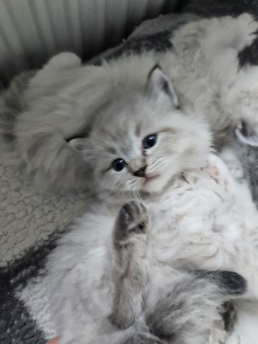 Cudne  Kotki  Ragdoll