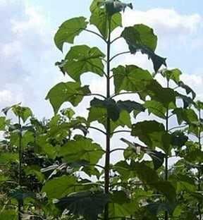 Drzewo tlenowe Paulownia ShanTong Oxytree sadzonki producent