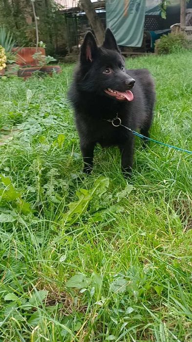 Підрощенний шипперке