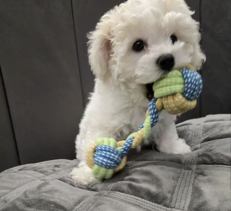 Самые прекрасные Бишон Фризе