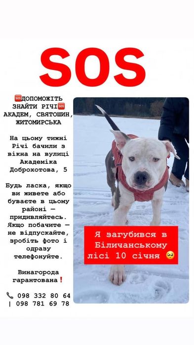 Пошук загубленого песика