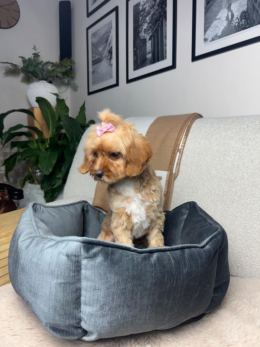 cavapoo sunia gotowa do odbioru