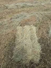 Сіно лугове в тюках!Доставка можлива