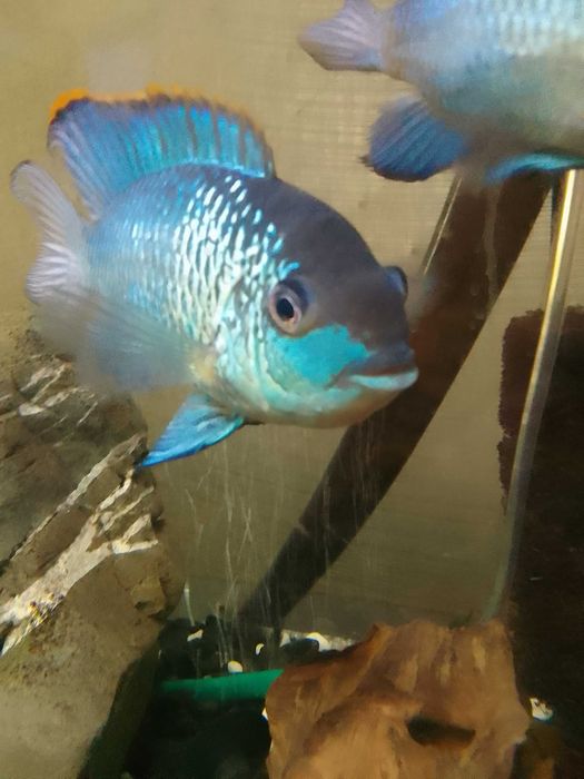 НанакараБлюНеонЭлектрик.Взрослая-молодая рыба.