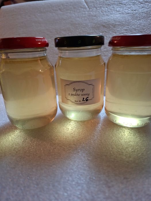 Syrop z pędów sosny