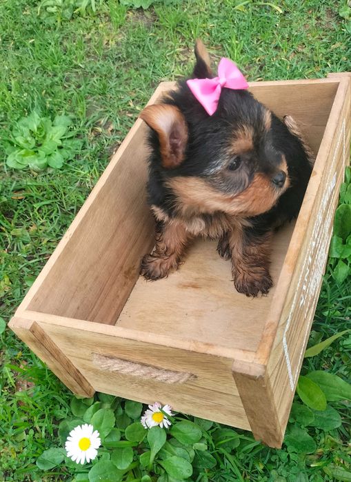 Yorkshire Terrier fêmea
