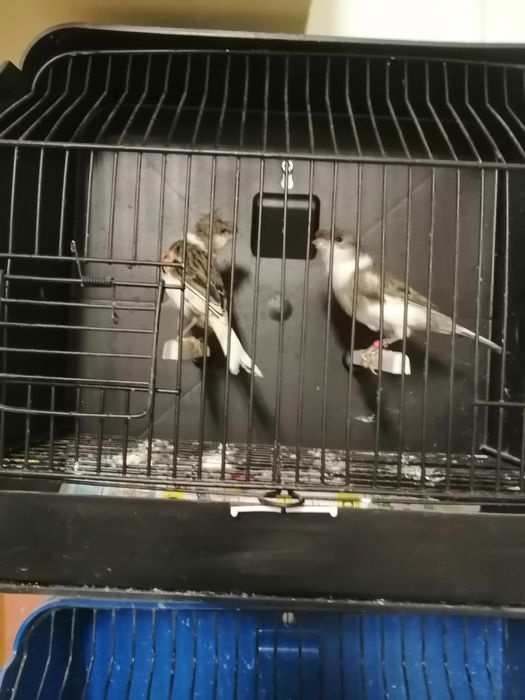 Canários arlequins português