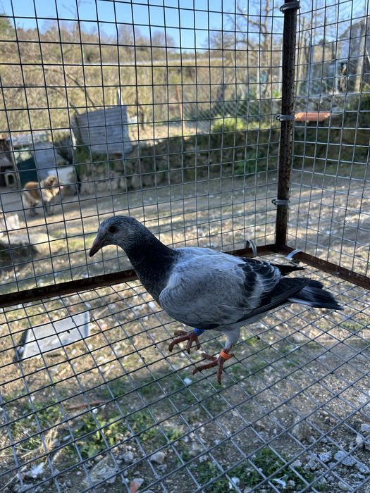 Vendo borrachos de pombos correios