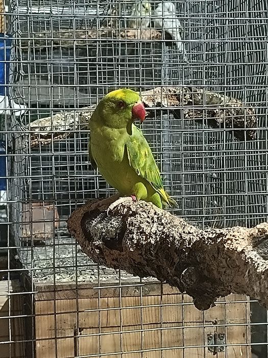Troco ou vendo verde malhada