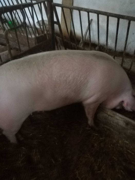 Maciora loszki loszki