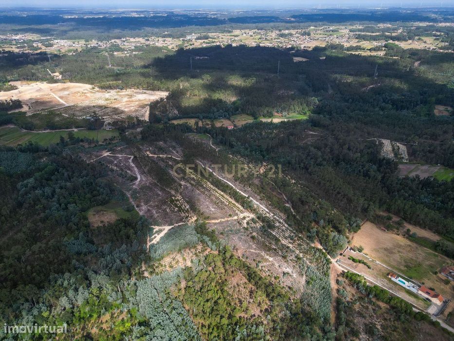 Pine Forest of 1,425 m² in Brejal – Cabeça Alta, Seixo de Gatões, Montemor