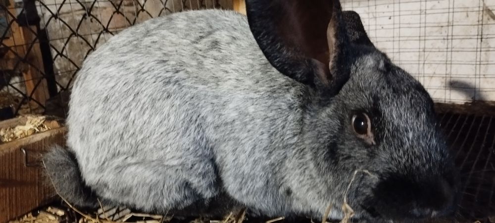 Полтавське срібло