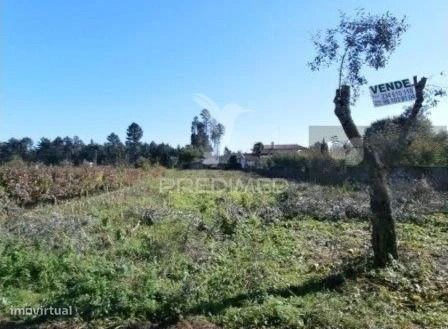 Terreno — Valongo do Vouga, Aveiro