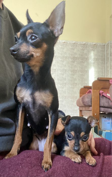 Чудо расчудесное)