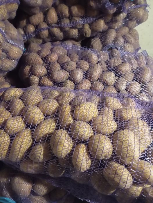 Продам крупную картошку для еды  14 грн/кг