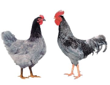 Яйця м'ясо- яєцного, яєчного направлення