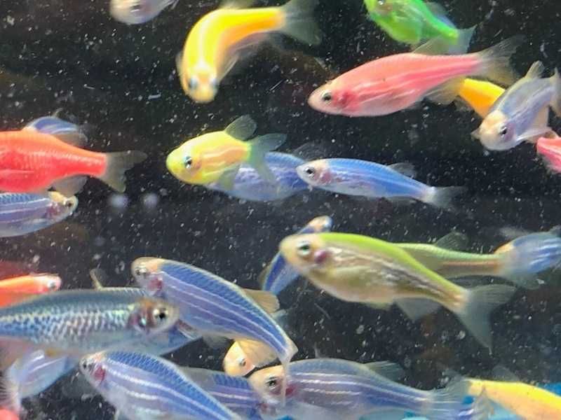 Danio pręgowany kolor (Danio rerio) WYSYŁKA AKWAWIN