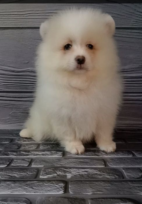 Міцне ведмежатко шпіц