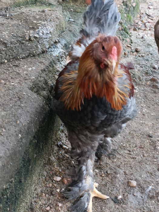 Casal Brahma Perdiz Azul