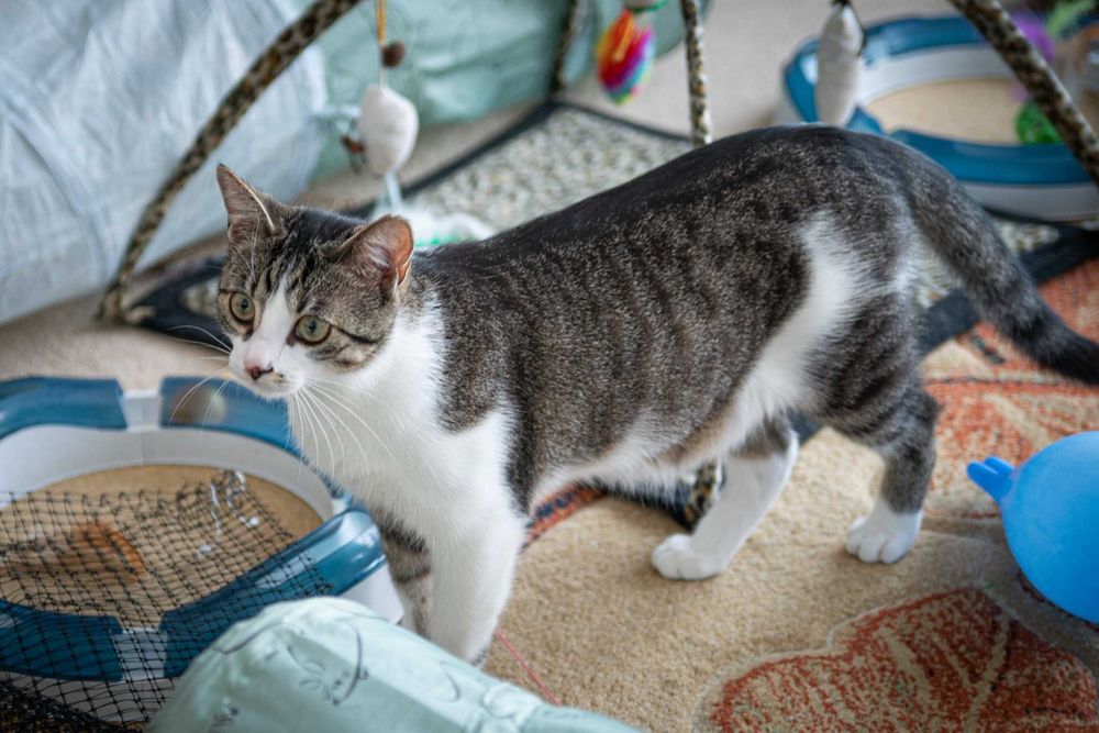 Kacperek szuka domu! Fundacja "Stawiamy na Łapy"