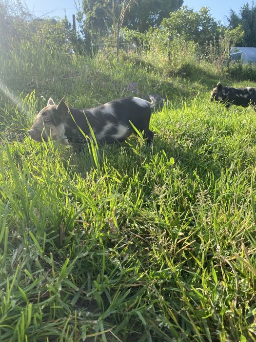 Kunekune - macho